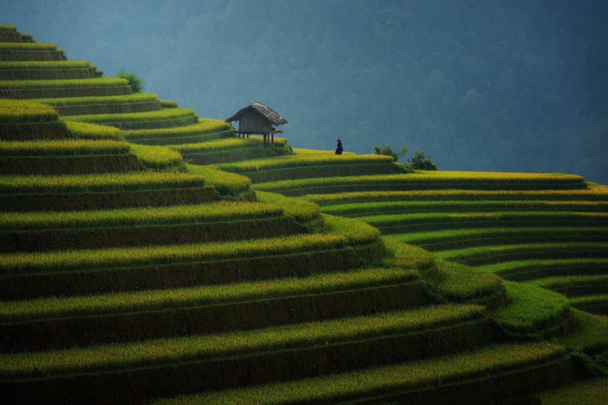 Muong Khuong Terraced Fields